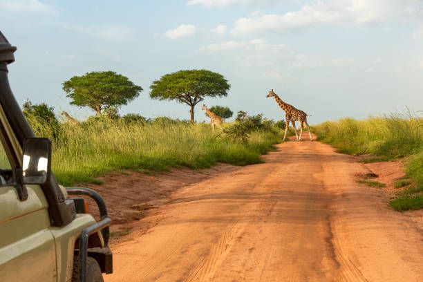 A giraffe crossing a dirt track on open savannah, seen from a safari vehicle